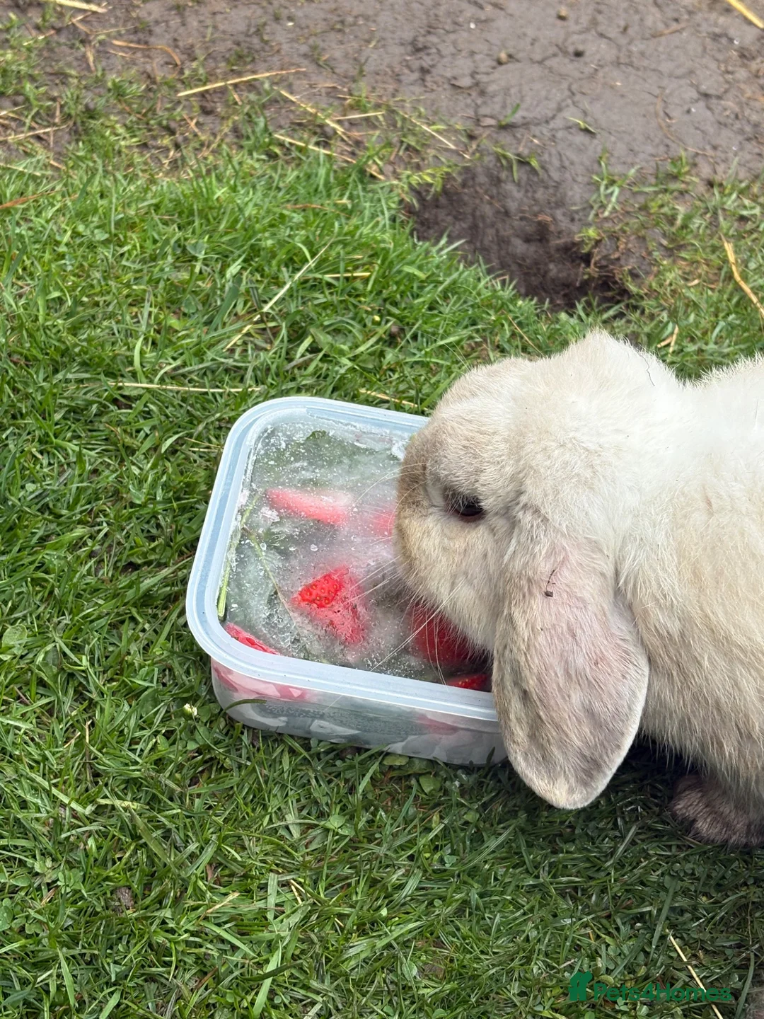 English Lop rabbits for sale: Male rabbit - Advert 1