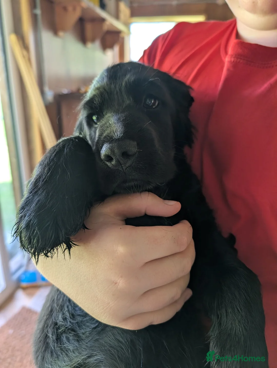 Cocker Spaniel dogs for sale: Show Cocker Pups - Advert 2