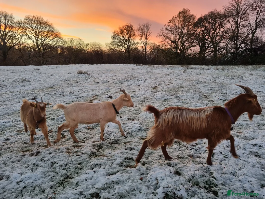 Goats livestock for sale: 3  RGG X BOER goats  - Advert 2
