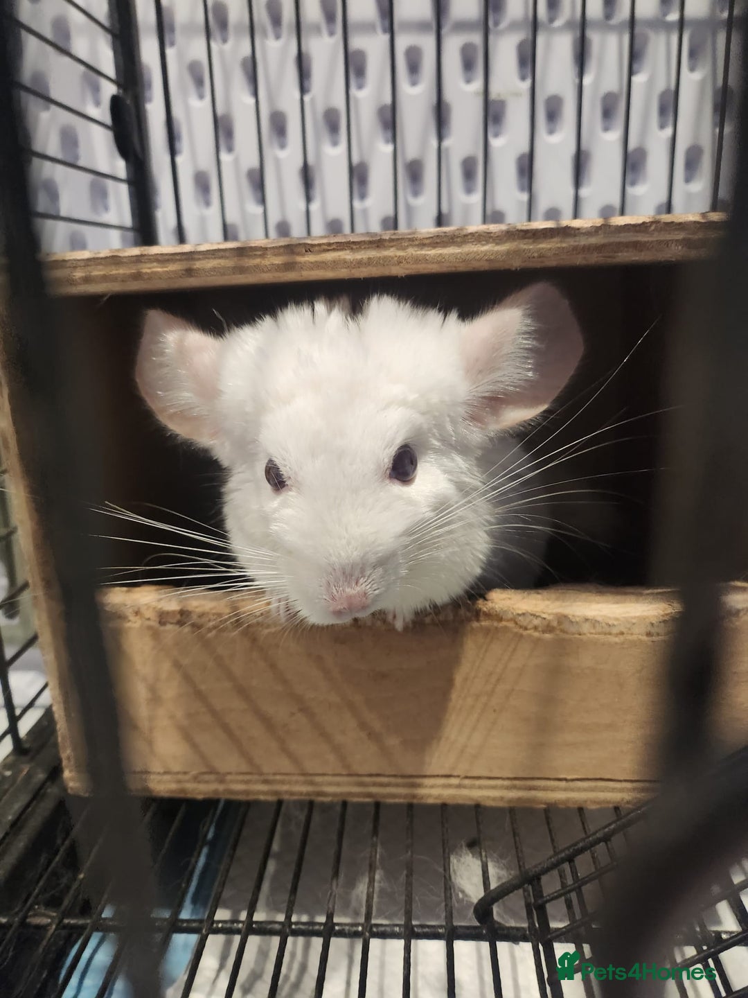 Chinchilla rodents for sale: ❄️Beautiful Pink White Chinchilla with Red Eyes❄️ - Advert 3
