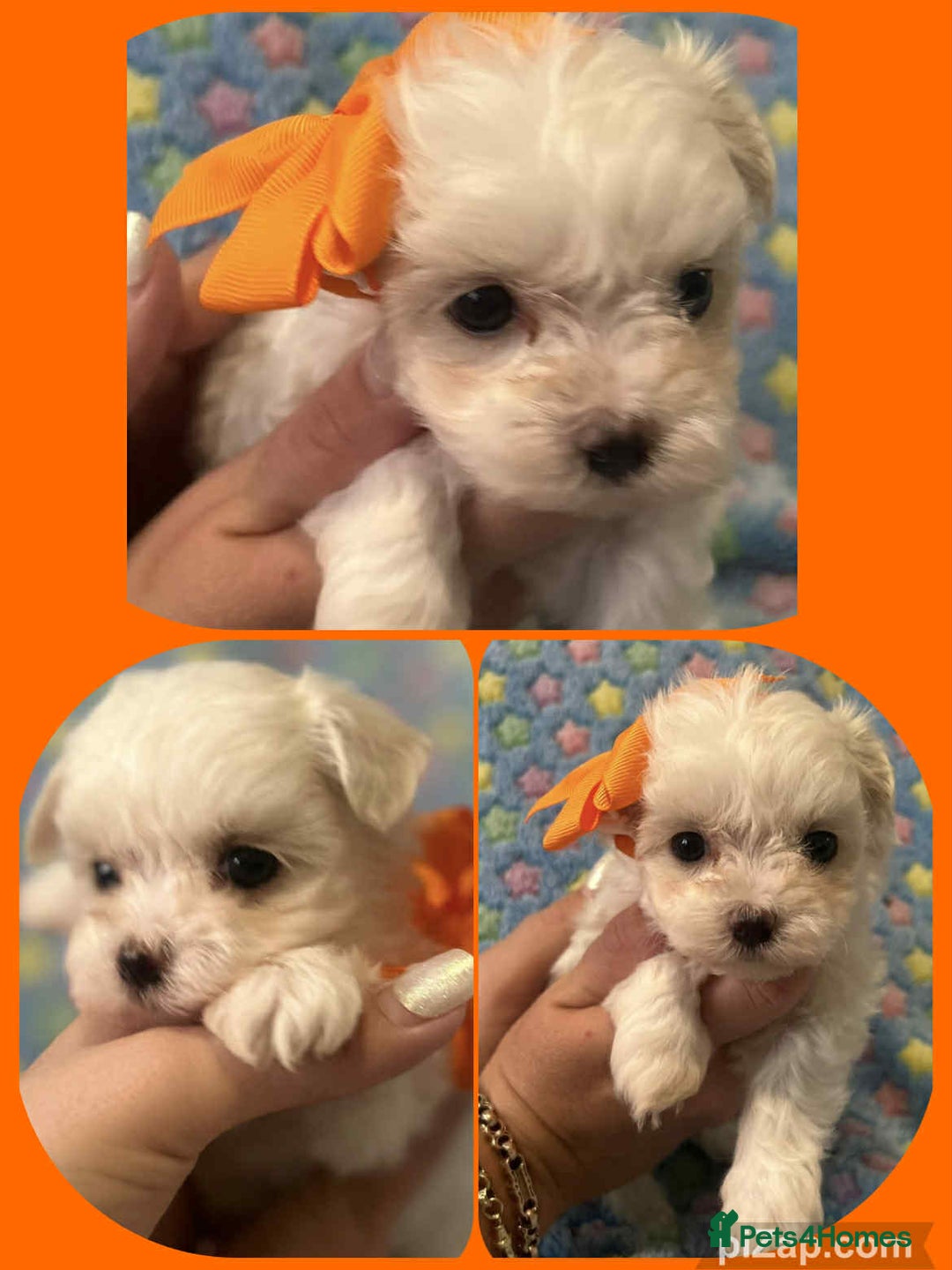 Maltese dogs for sale: Tiny kc registered maltese Korean boys  - Image 21