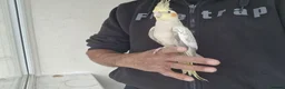 Cockatiels birds for sale: Super Tamed baby Cockatiel for sale - Advert 12