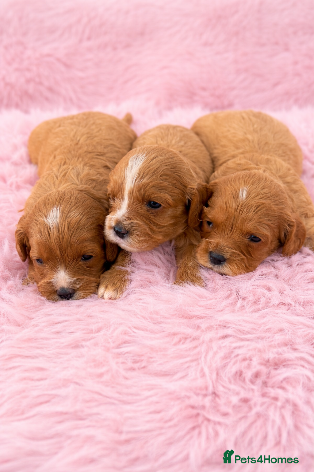 Cavapoo dogs F1 Cavapoo’s From Health Tested Parents 🧬 - Advert 2