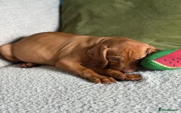 Hungarian Vizsla dogs for sale: Hungarian Vizsla Puppies in Melton Mowbray - Image 19