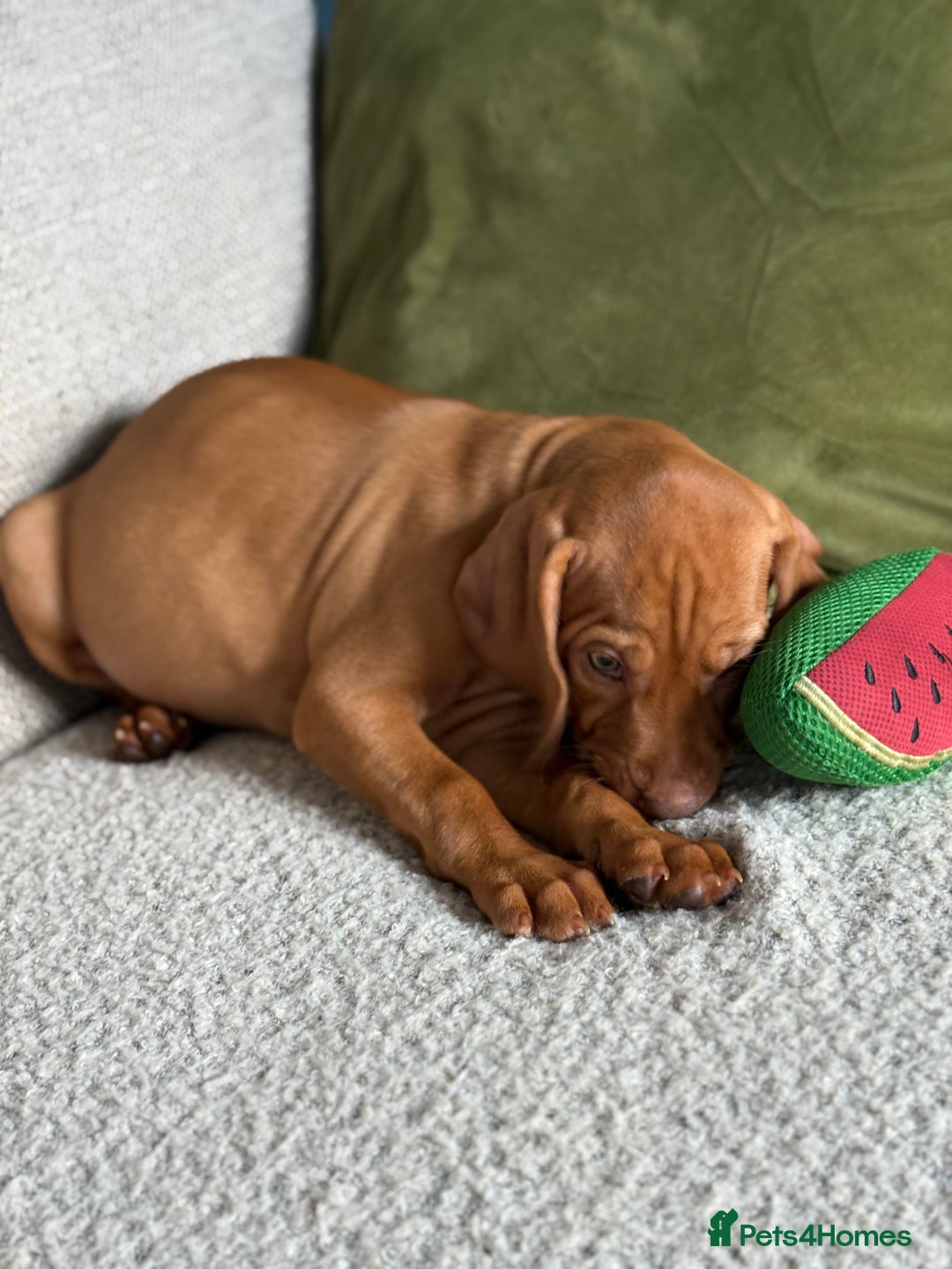 Hungarian Vizsla dogs for sale: Hungarian Vizsla Puppies in Melton Mowbray - Image 19