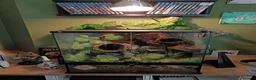 Gecko reptiles for sale: Crested gecko with full bio set up - Advert 12