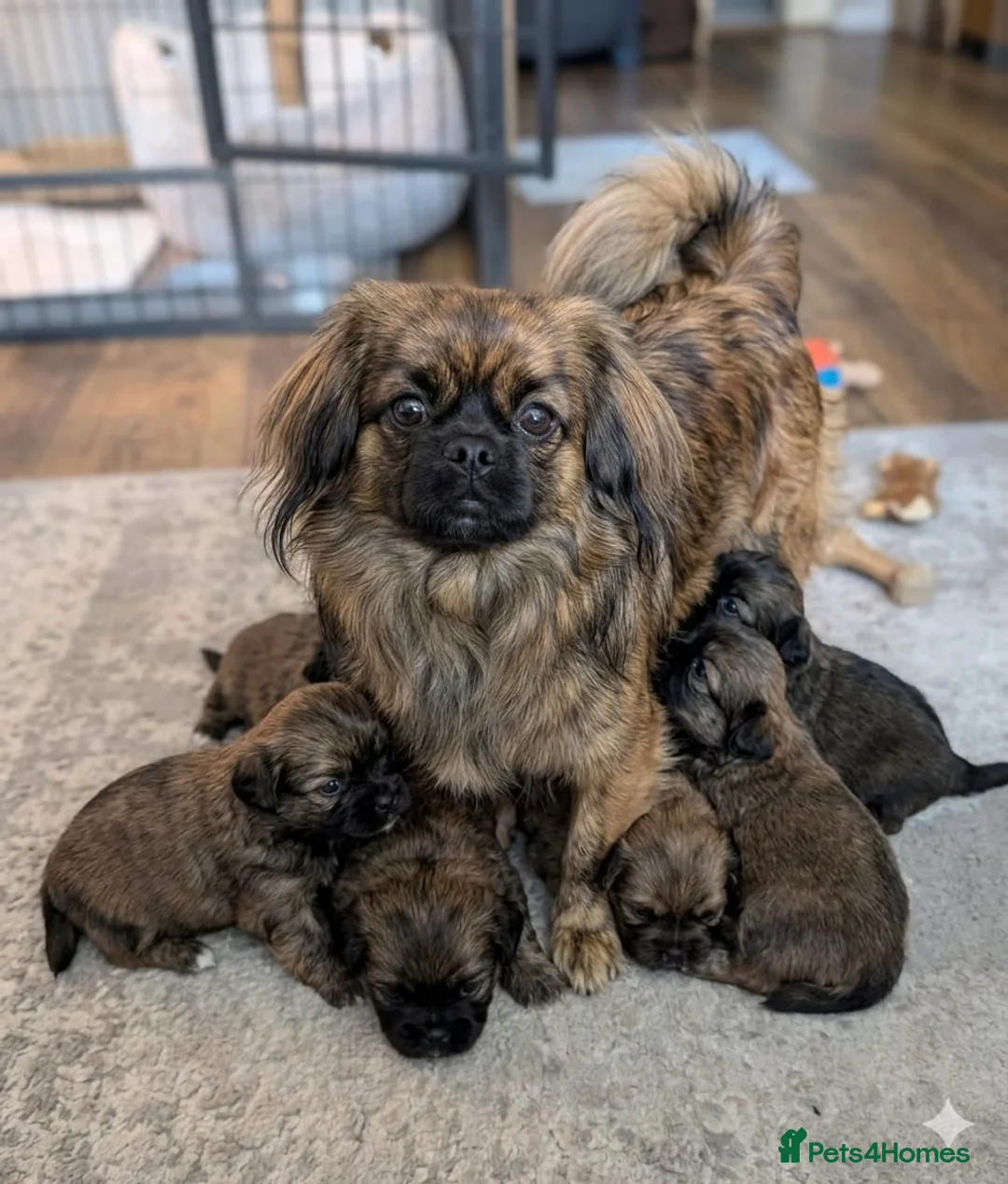 Pomeranian dogs for sale: Adorable Purebred Pomeranian Puppy – 11 Weeks Old in Manchester - Advert 7