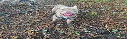 Mixed Breed dogs for stud: 3yo MALE POCKET BULLY in Preston - Advert 2