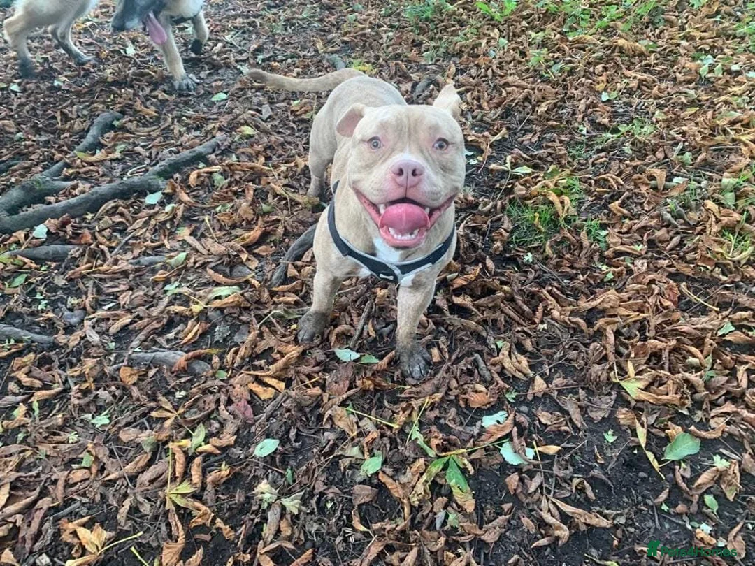 Mixed Breed dogs for stud: 3yo MALE POCKET BULLY in Preston - Advert 2