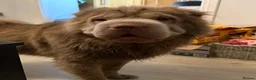 Shar Pei dogs for stud: Beautiful Bear Coat Shar Pei for stud🔥🔥🔥 - Advert 2