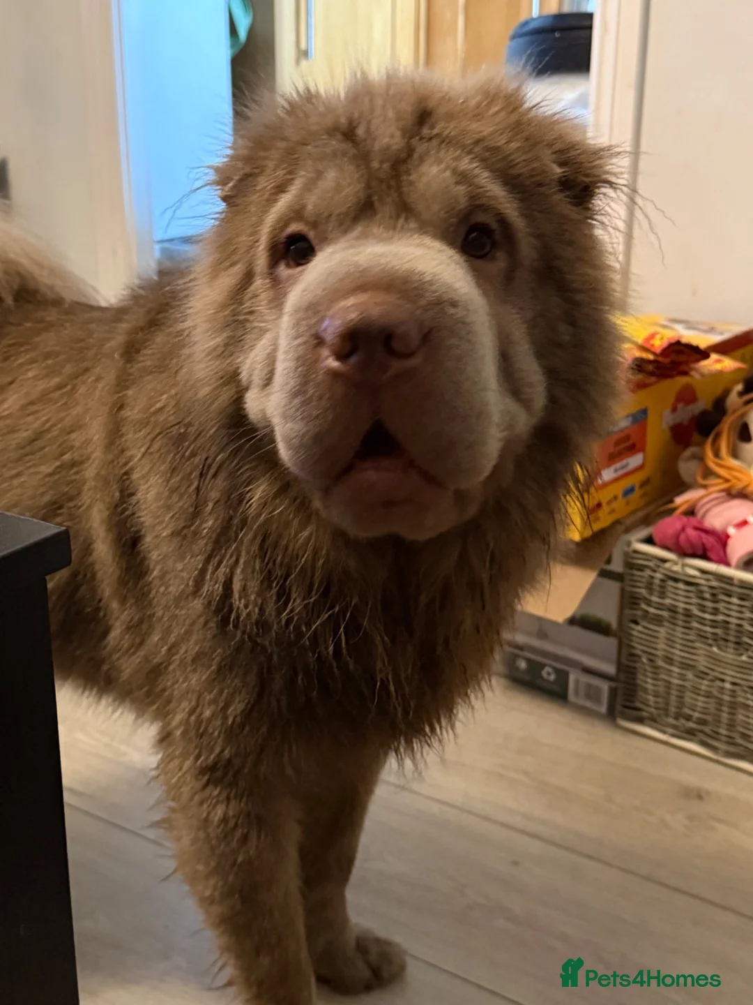 Shar Pei dogs for stud: Beautiful Bear Coat Shar Pei for stud🔥🔥🔥 - Advert 2