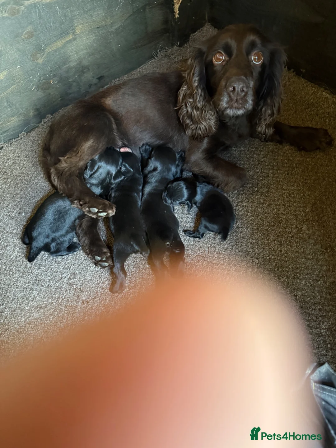 Cocker Spaniel dogs for sale: Working cocker pup - Advert 2