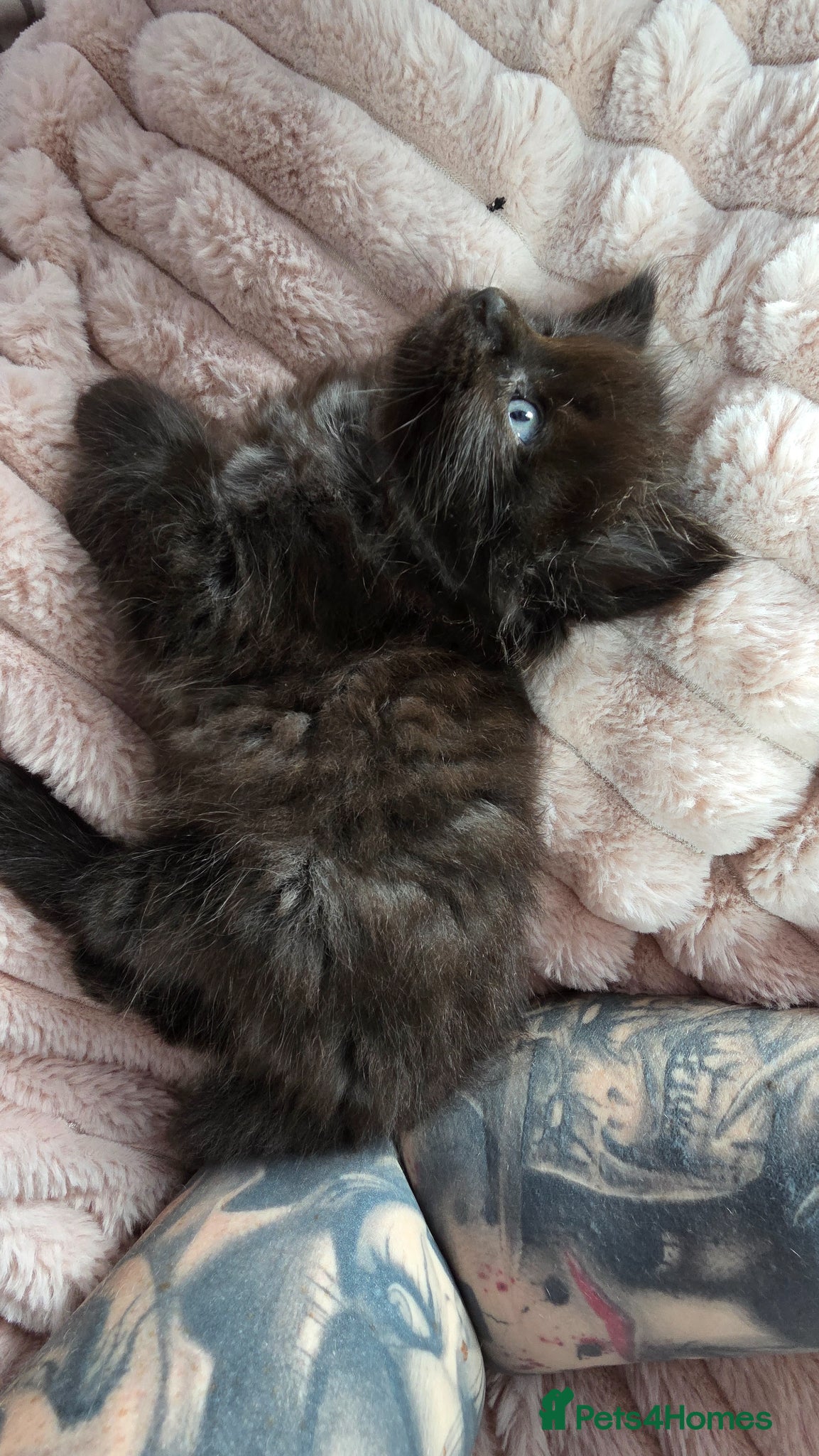 Mixed Breed cats for sale: Ragdoll cross kittens  - Advert 3