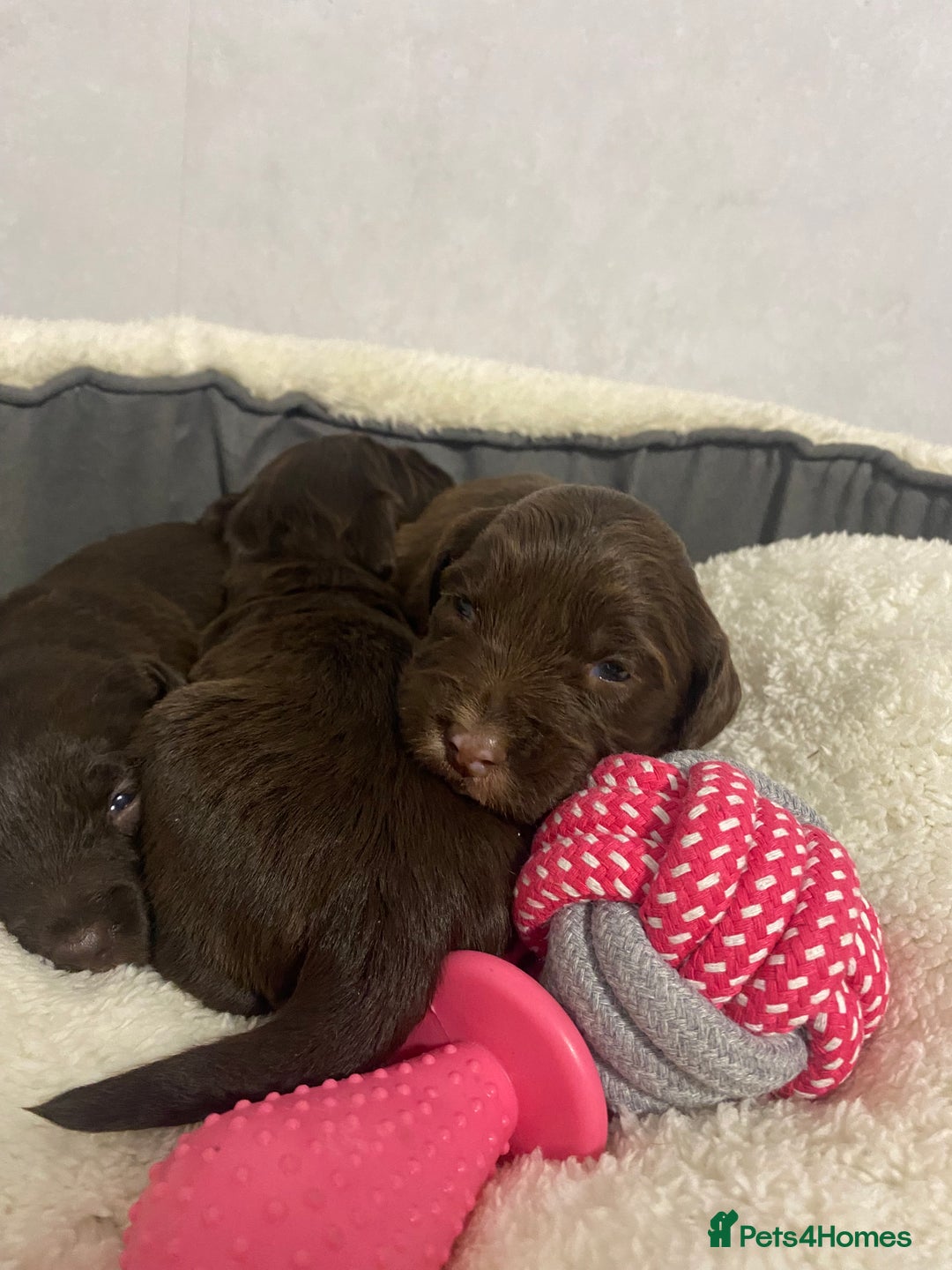 Cockapoo dogs for sale: Cockapoo - Advert 4