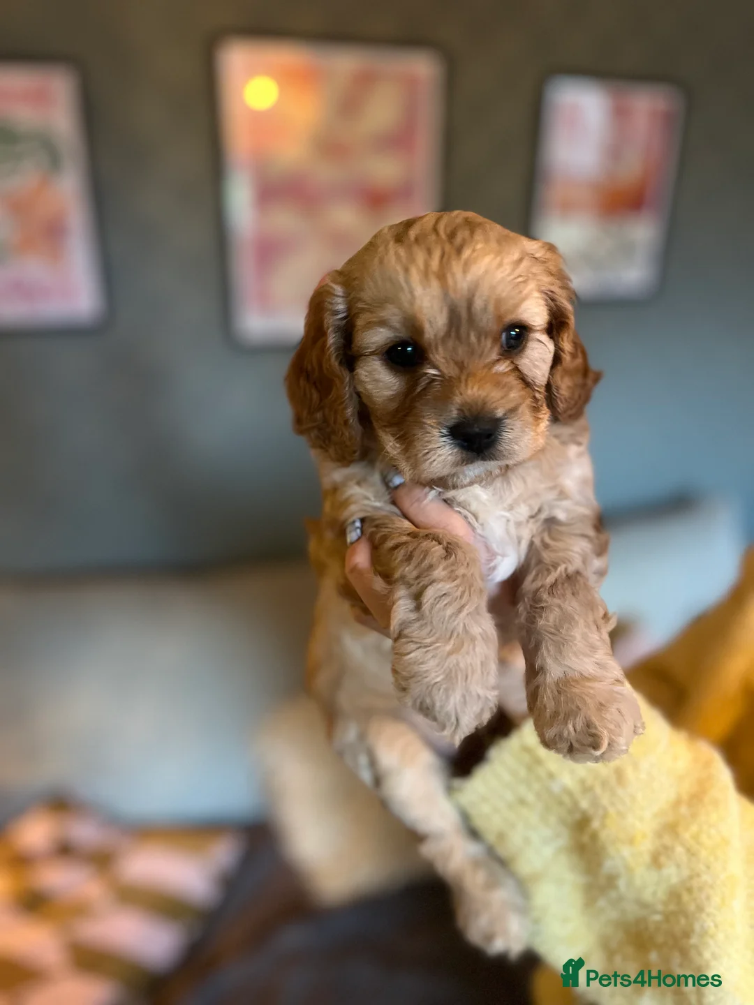 Cavapoo dogs for sale: 🐶 One Beautiful Cavapoo Girl - Available 11 Feb - Advert 4