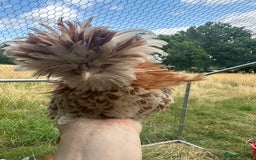 Chickens poultry for sale: Poland Bantams Available  in High Wycombe - Image 11