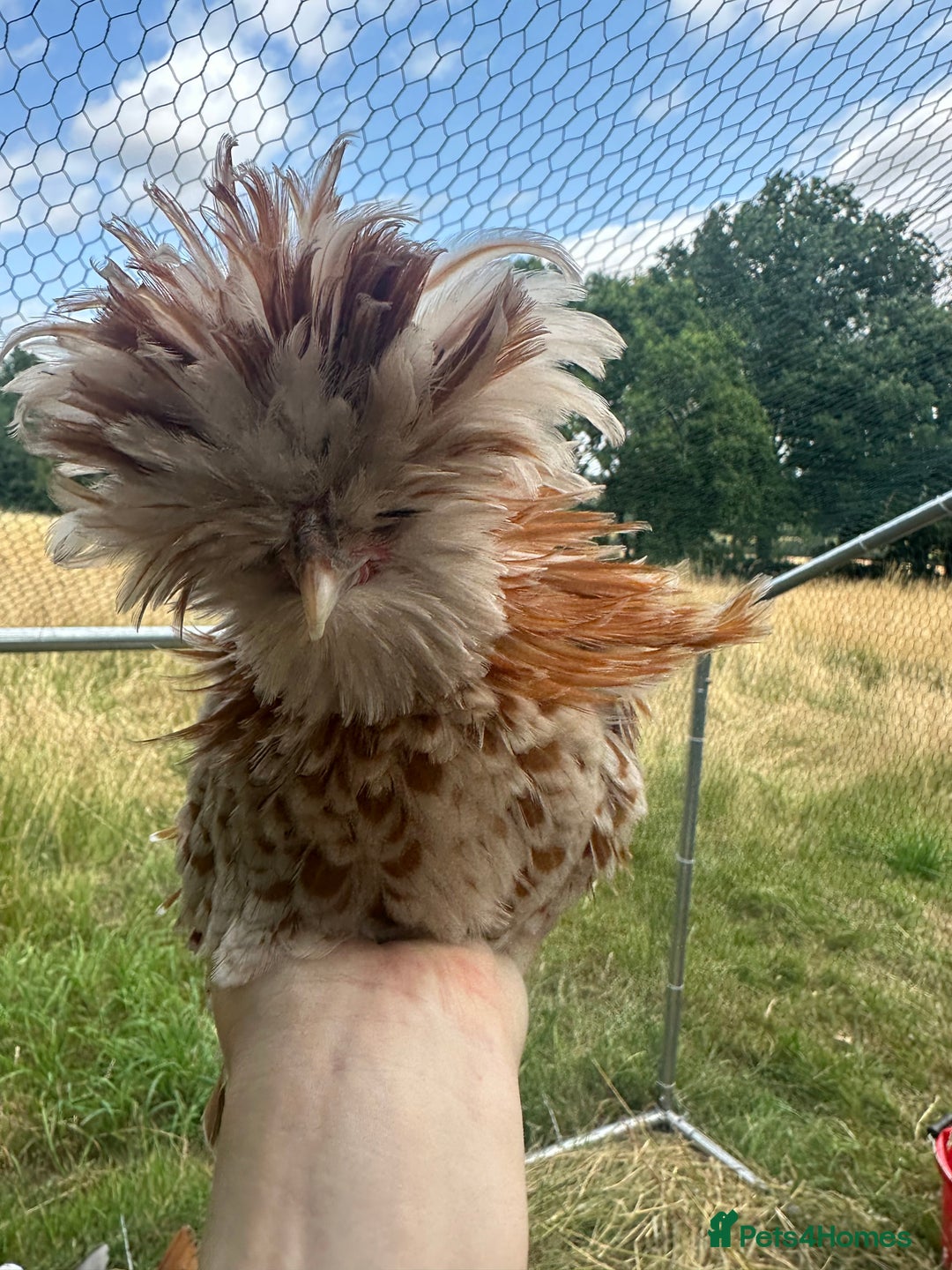 Chickens poultry for sale: Poland Bantams Available  in High Wycombe - Image 11