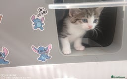 Mixed Breed cats for sale: 9 adorable Disney kitten couples  - Image 21