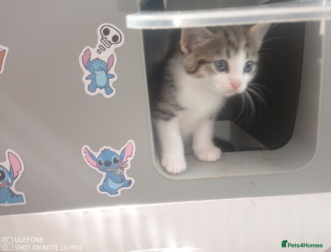 Mixed Breed cats for sale: 9 adorable Disney kitten couples  - Image 21