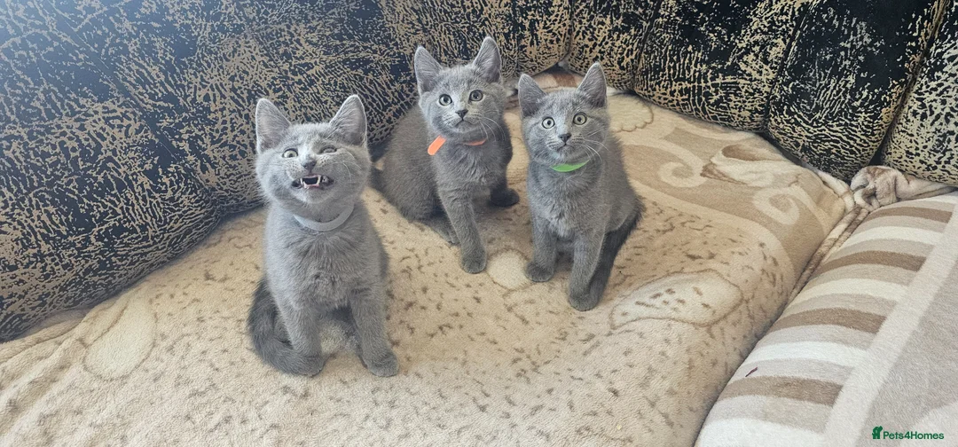 Russian Blue cats for sale: Fully TICA reg pedigree stunning kittens-READY NOW - Advert 2