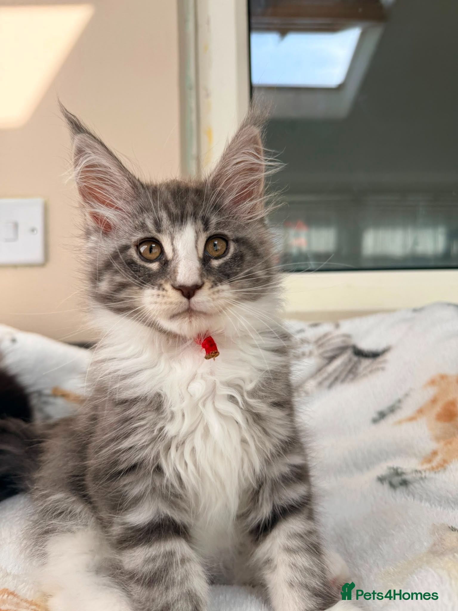 Maine Coon cats 1 Beautiful pedigree FEMALE Maine Coon kitten - Advert 14