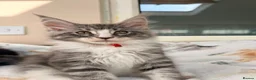 Maine Coon cats for sale: 1 Beautiful pedigree FEMALE Maine Coon kitten - Advert 14