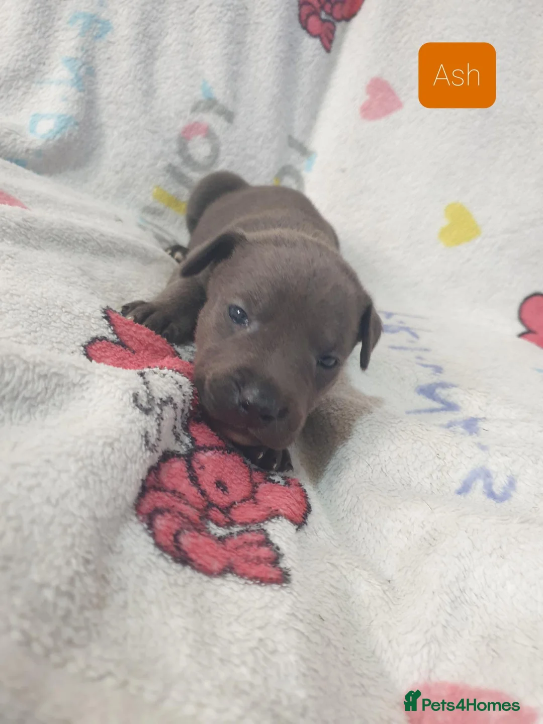 Mixed Breed dogs for sale: Staffy Mix Puppies in Seaham - Advert 2