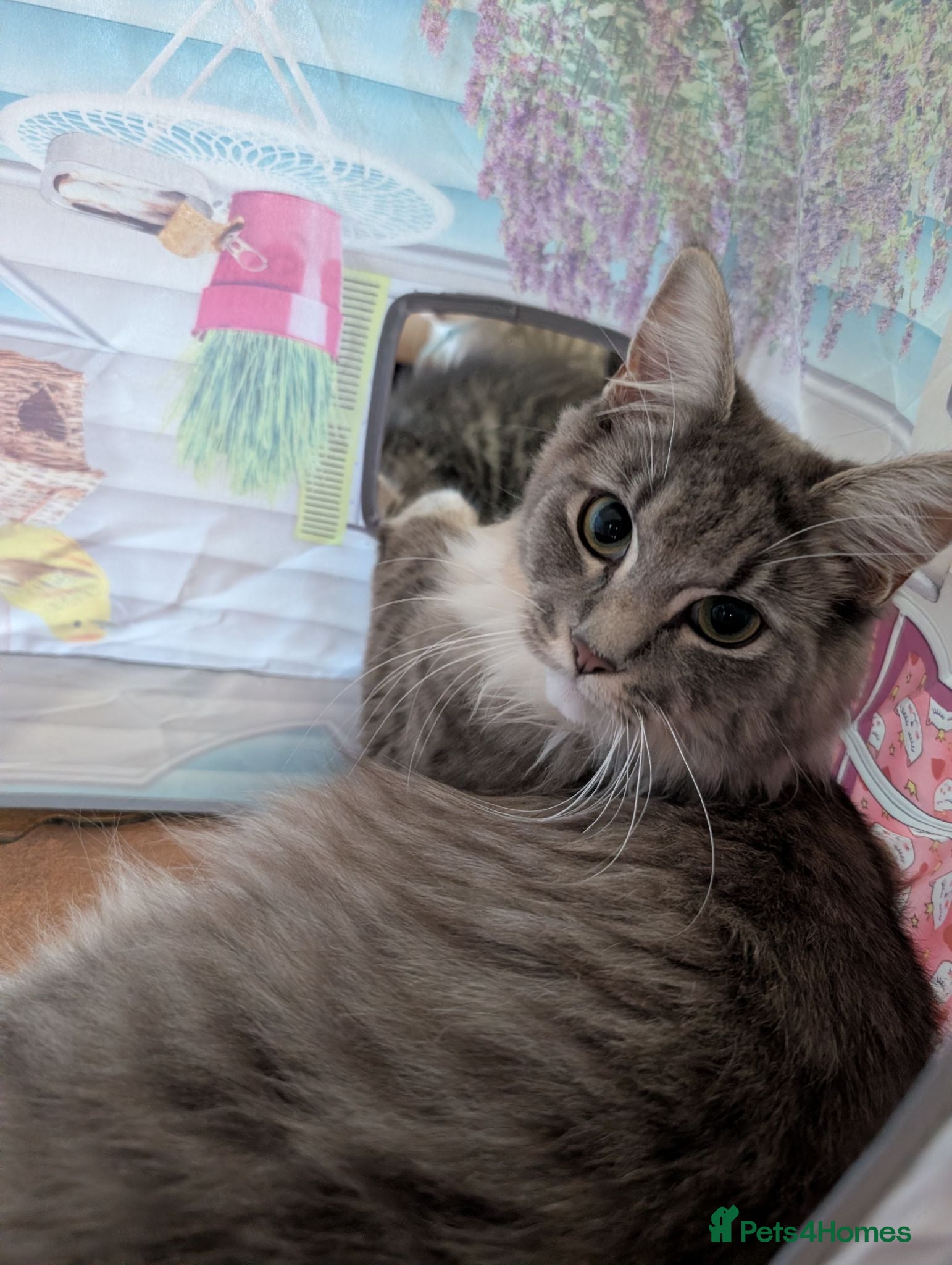 Maine Coon cats Ragdoll and Mane Clone mix parent  - Advert 6