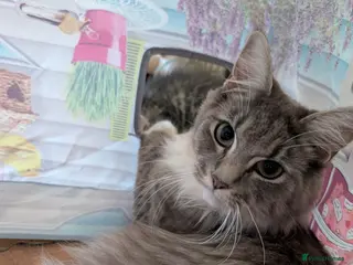 Maine Coon cats Ragdoll and Mane Clone mix parent - Advert 6