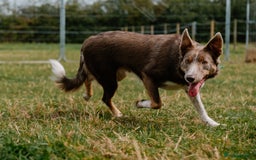 Border Collie dogs for sale: Upcoming Litter Announcement. Join the Waitlist 🐾 - Image 3