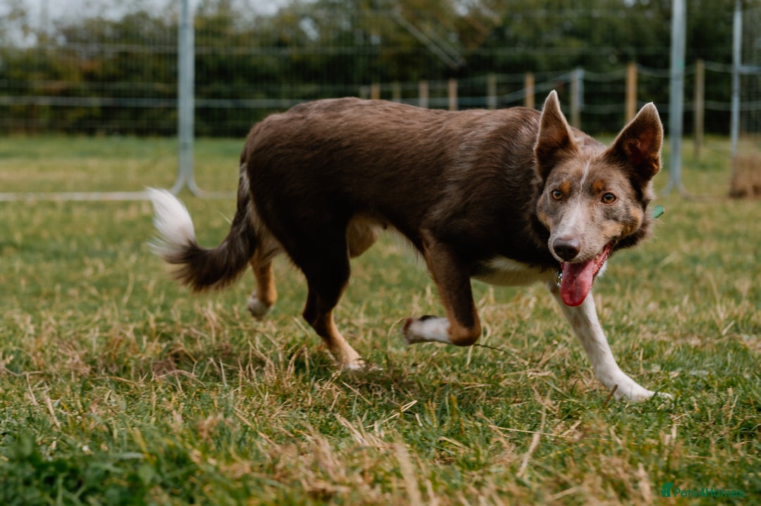 Border Collie dogs for sale: Upcoming Litter Announcement. Join the Waitlist 🐾 - Image 3