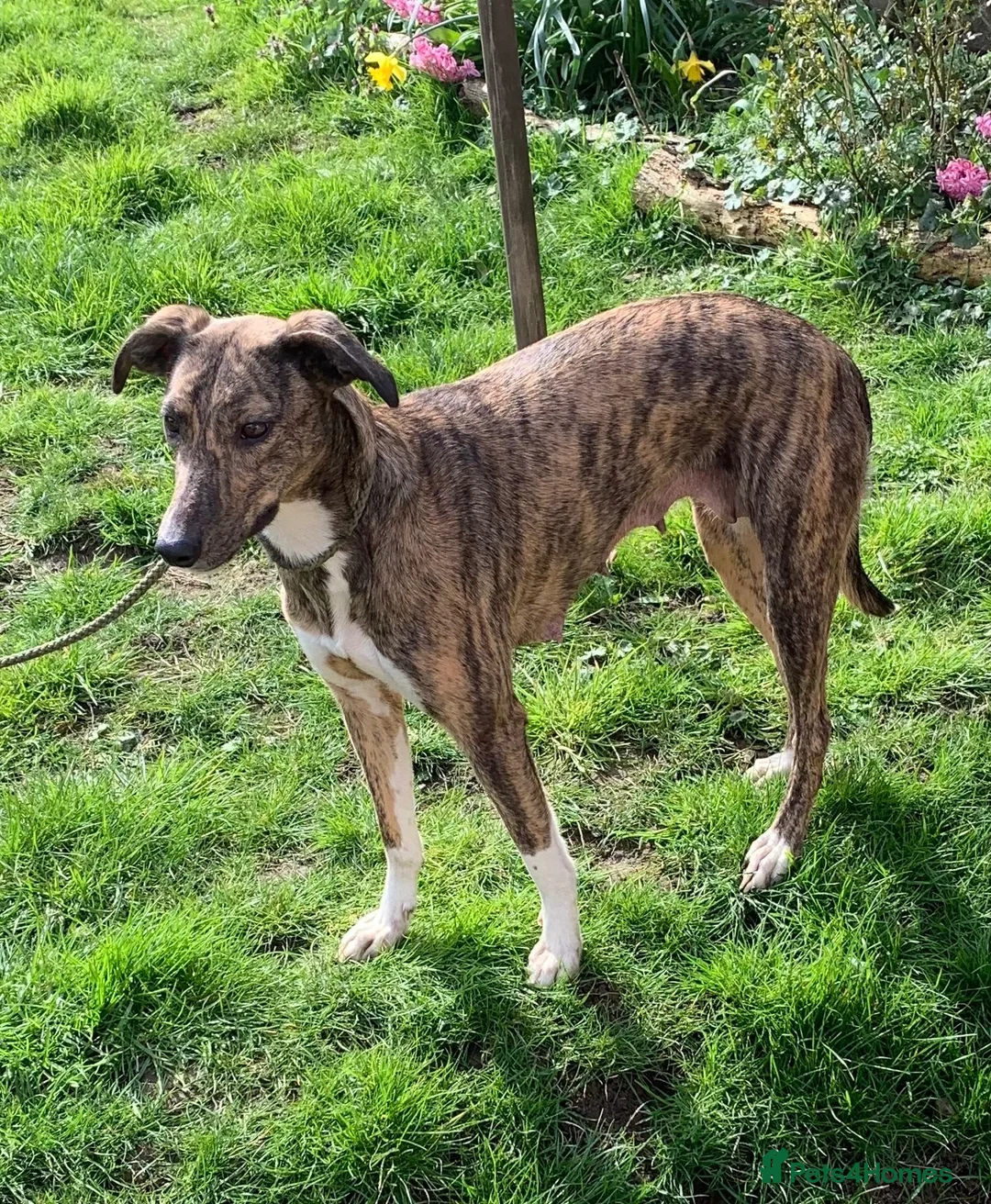 Mixed Breed dogs for sale: Blue Merle Border Collie x Lurcher Puppies  - Advert 2