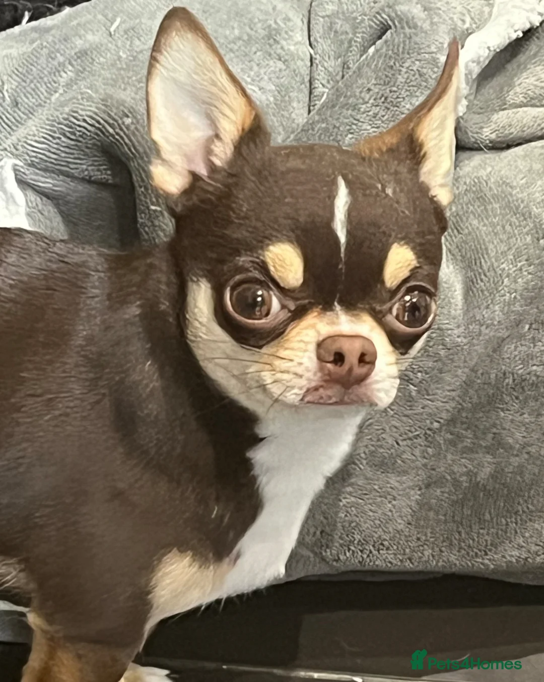 Chihuahua dogs for stud: Apple head chihuahua for stud duties  - Advert 2