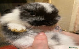 Netherland Dwarf rabbits for sale:  Netherland Dwarf / Minilop - Image 4