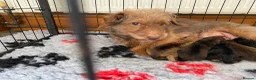 Mixed Breed dogs for sale: Stunning Lakeland Terrier/Poodle Puppies - Advert 8