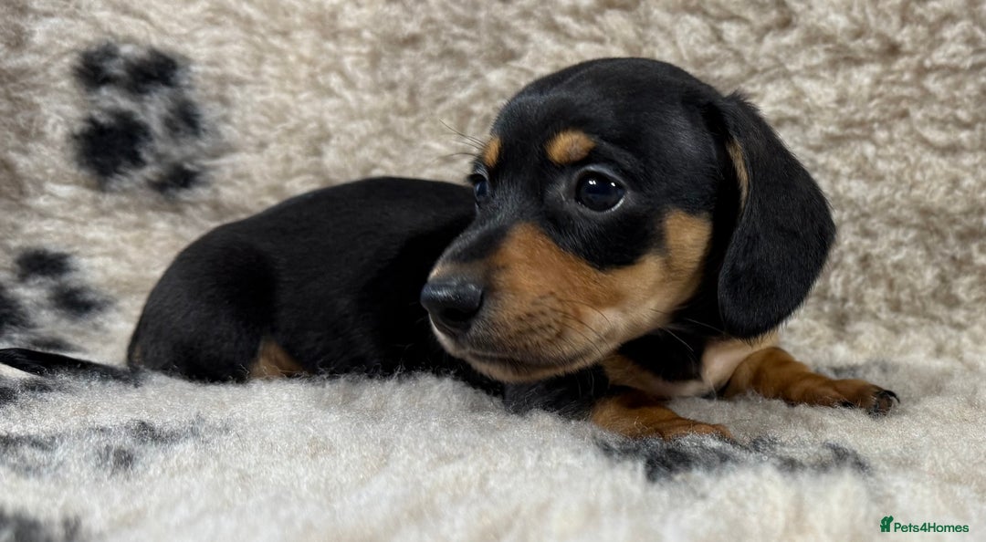 Miniature Dachshund dogs for sale: Miniature dachshund - Image 20