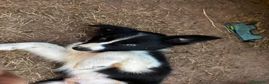 Border Collie 3 