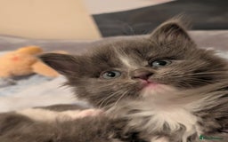 Maine Coon cats for sale: 3 maine coon cross kittens  - Image 4