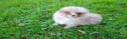 Pomeranian dogs for sale: KC Registered Pomeranian Puppies - Advert 8