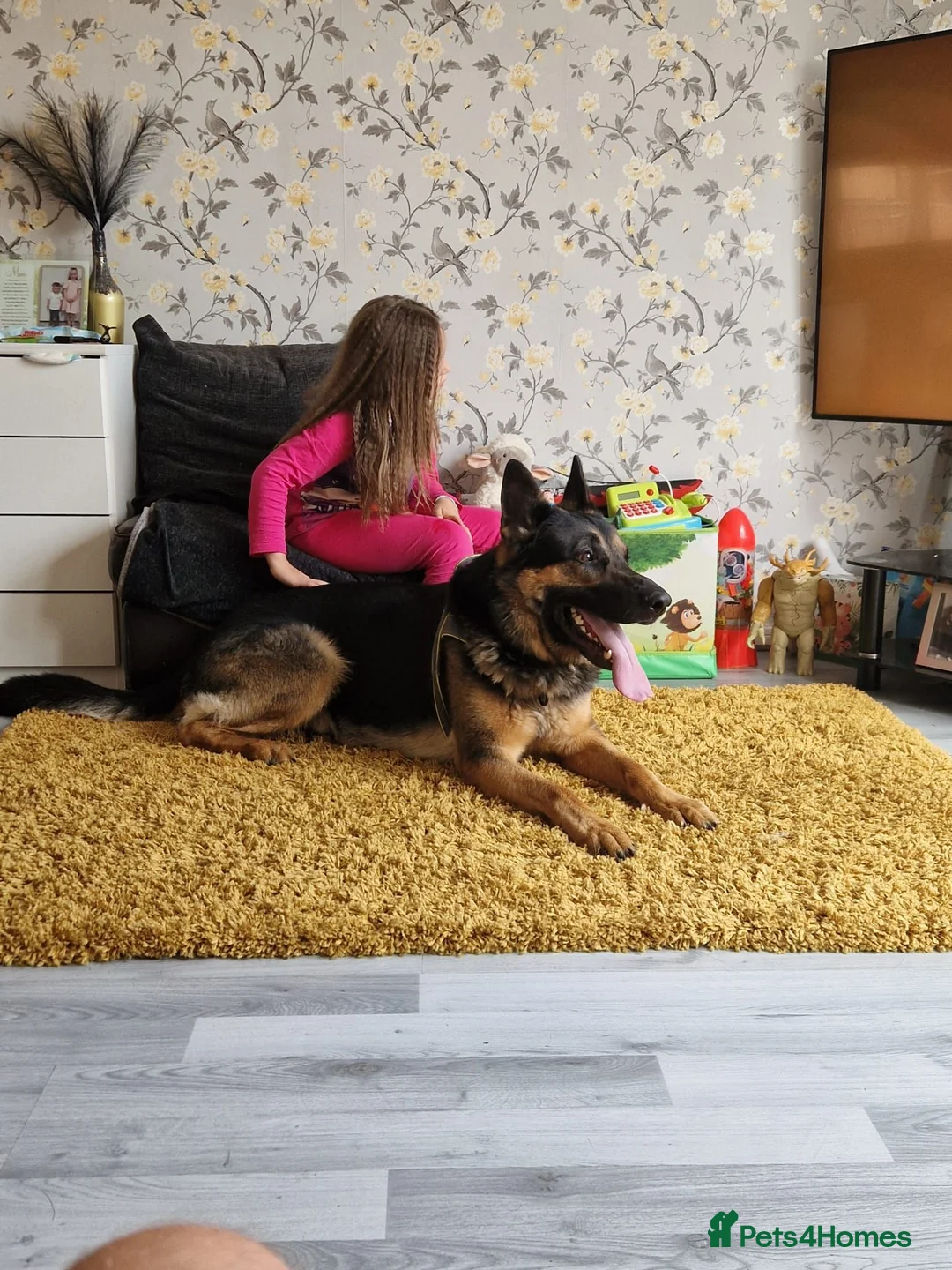 German Shepherd dogs for sale: German Shepherd  in Bilston - Advert 12