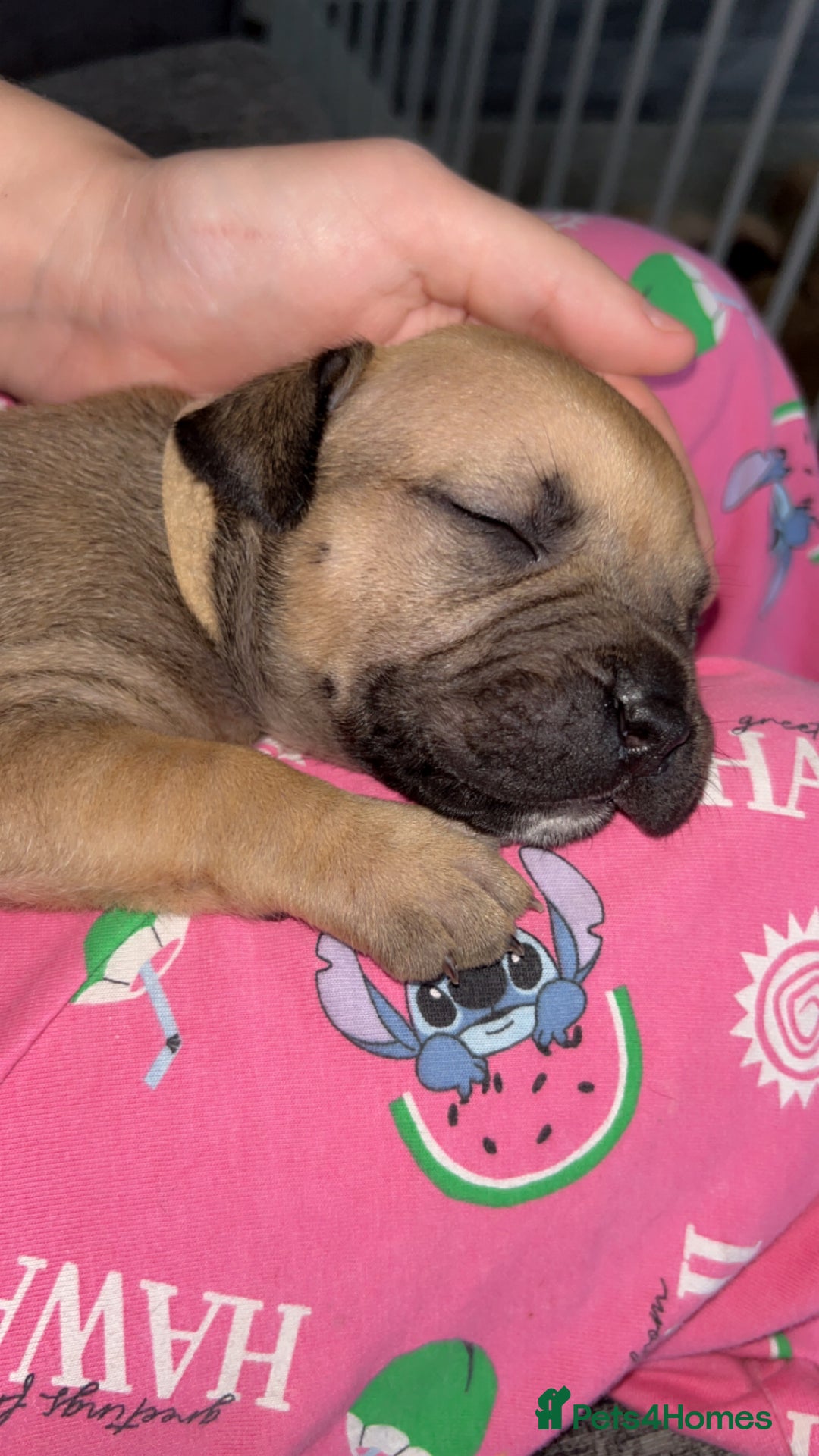 American Bully dogs for sale: American bully puppies - Image 10