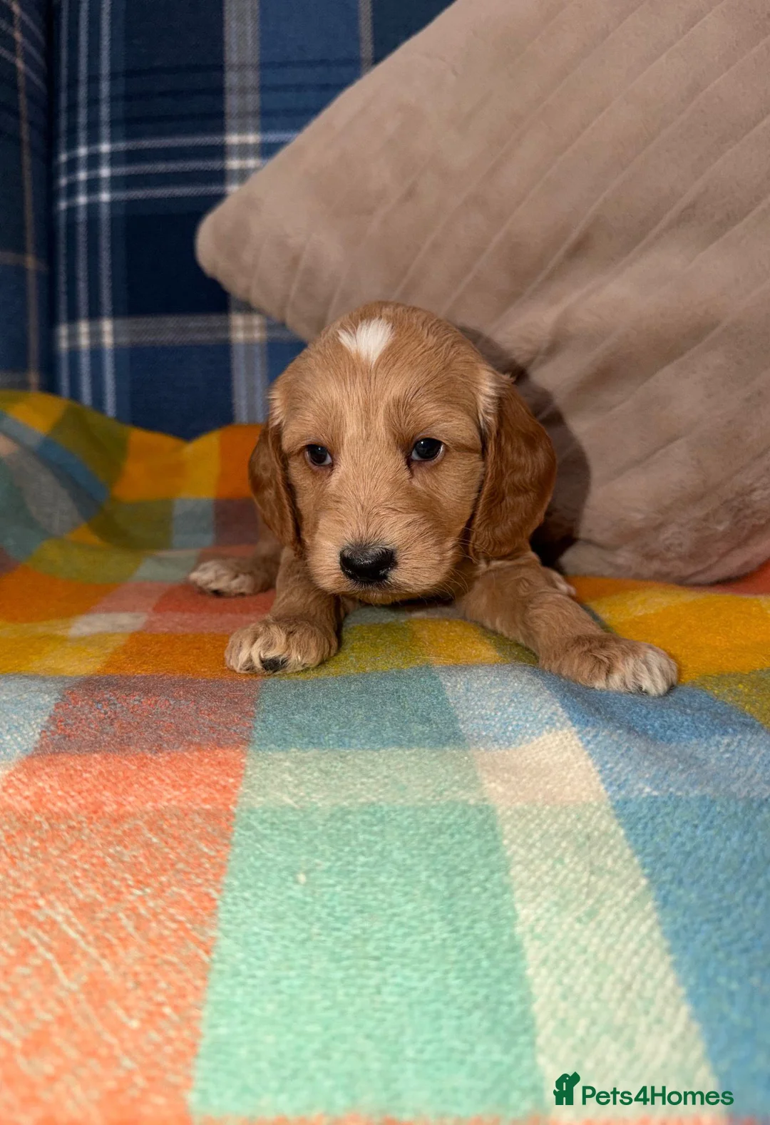 Cockapoo dogs for sale: 🧡💛💚Stunning Cockapoo Puppies - Ready 25th May - Advert 2