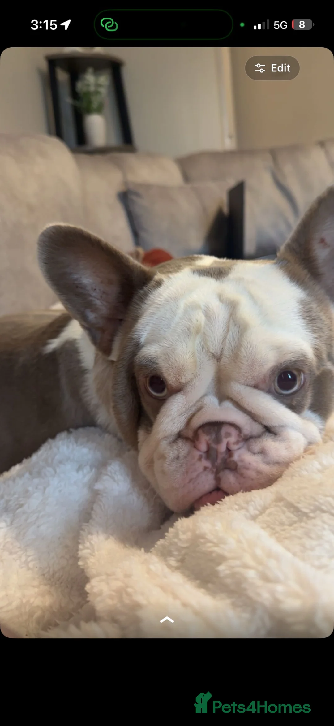 French Bulldog dogs for sale: Tiny the french Bulldog - Advert 2