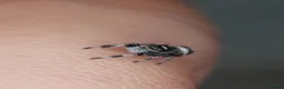 Spiders invertebrates for sale: P.regius Jumping spiders price includes P&P - Advert 9