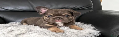 French Bulldog 1
