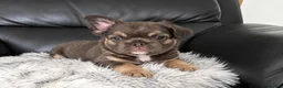 French Bulldog dogs for sale: Playful Litter of French Bulldog Puppies  in Sutton - Advert 6