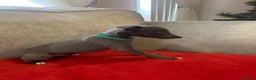 Whippet dogs for sale: Whippet puppy’s  - Advert 7