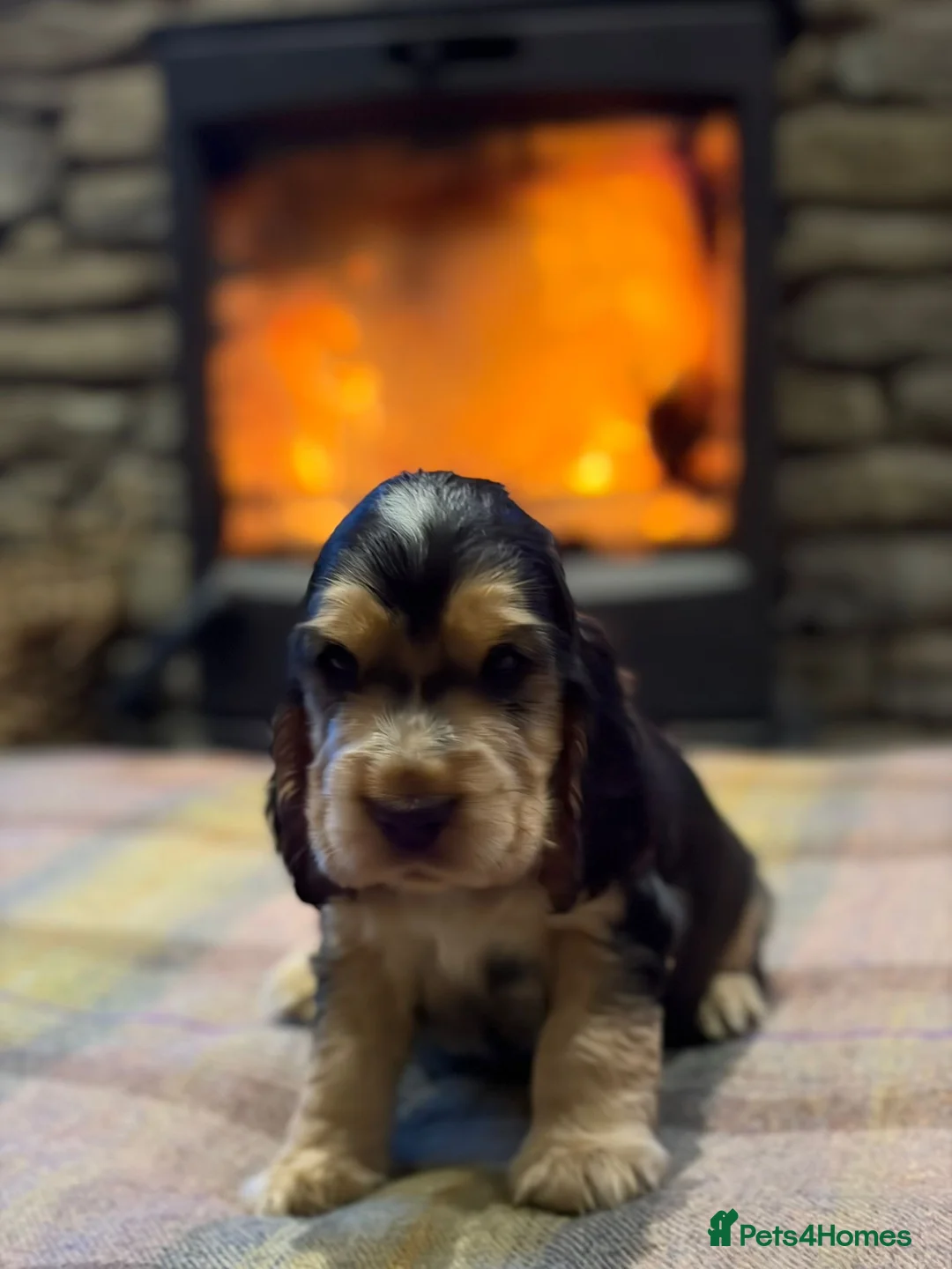 Cocker Spaniel dogs for sale: Stunning sable show cocker puppies in Kendal - Advert 8