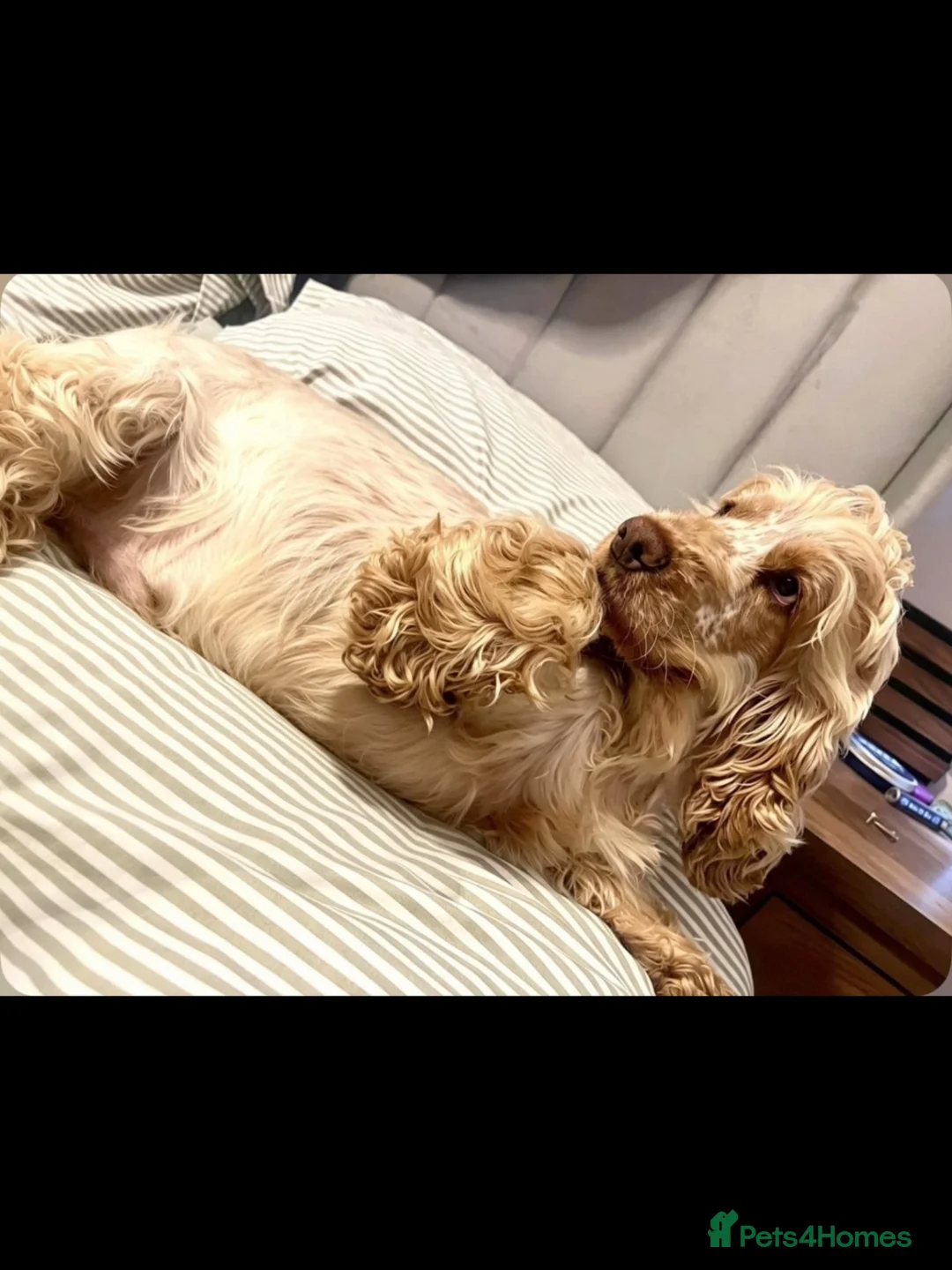 Cocker Spaniel dogs for sale: READY NOW KC SHOW COCKER SPANIELS  in Hull - Advert 1