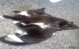 Norwegian Forest Cat cats for sale: Norwegian forest X kittens  - Image 4
